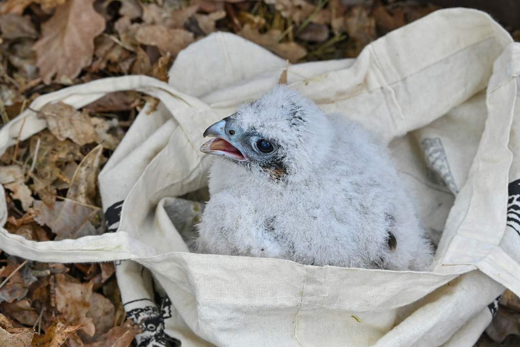 Сапсан сидит в мешке 