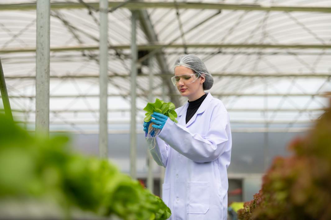 выращивание