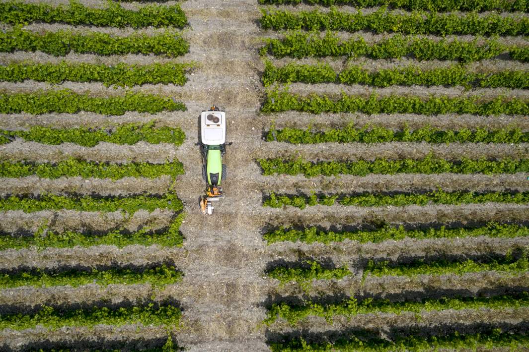 поля винограда