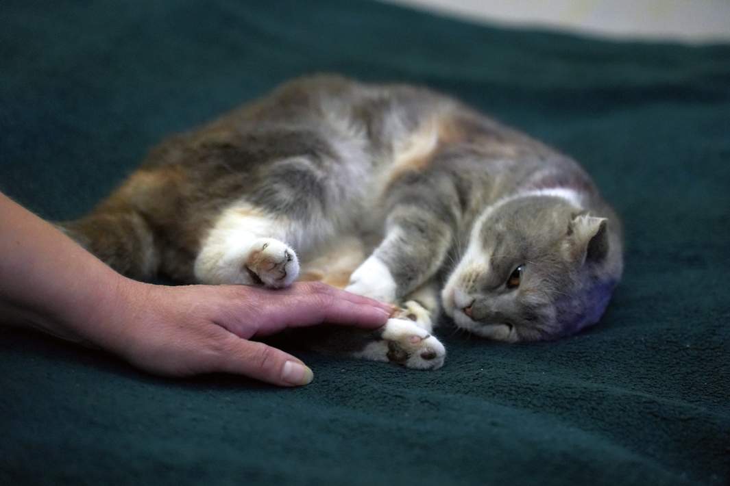 Кошка Белка