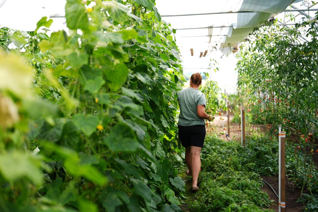 Женщина работает в теплице 