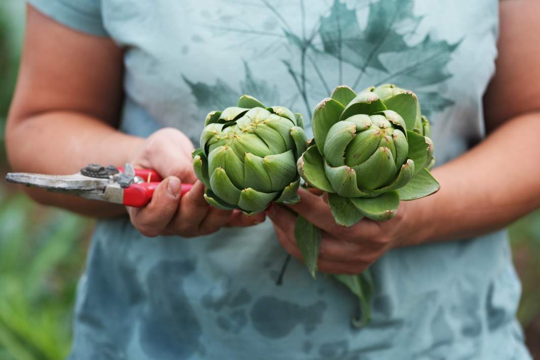 Артишок в руках 