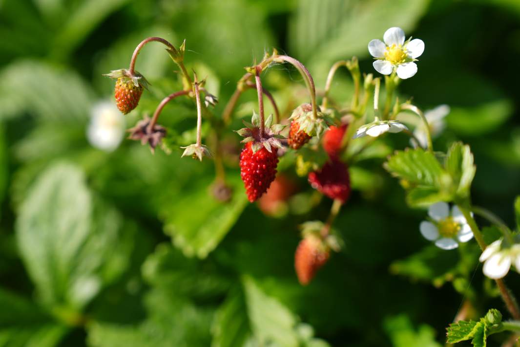 Кусты земляники 