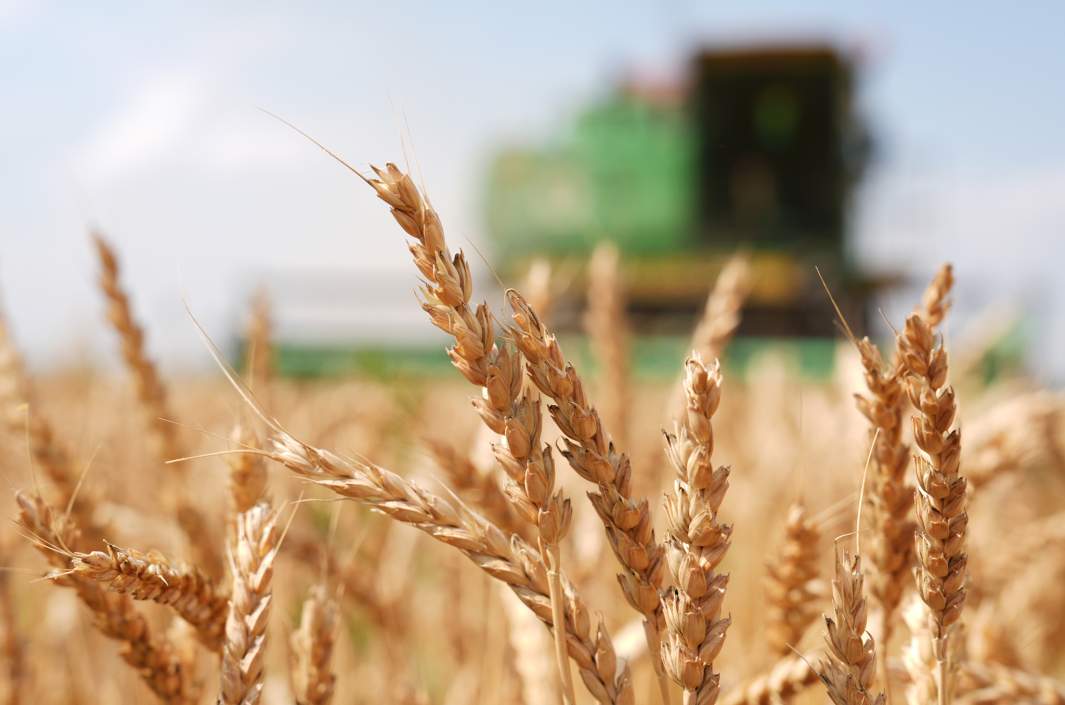 Сбор урожая