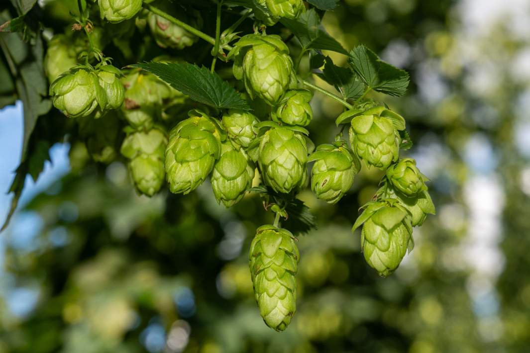 Выращивание хмеля