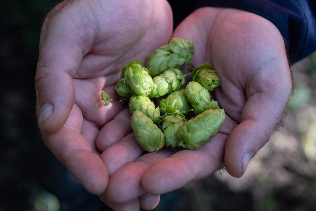 Выращивание хмеля 