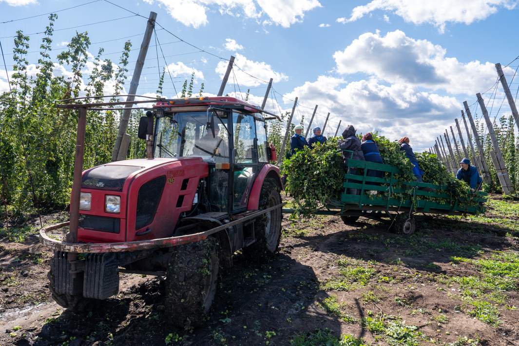 Уборка урожая хмеля