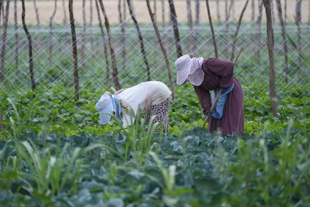 сбор урожая