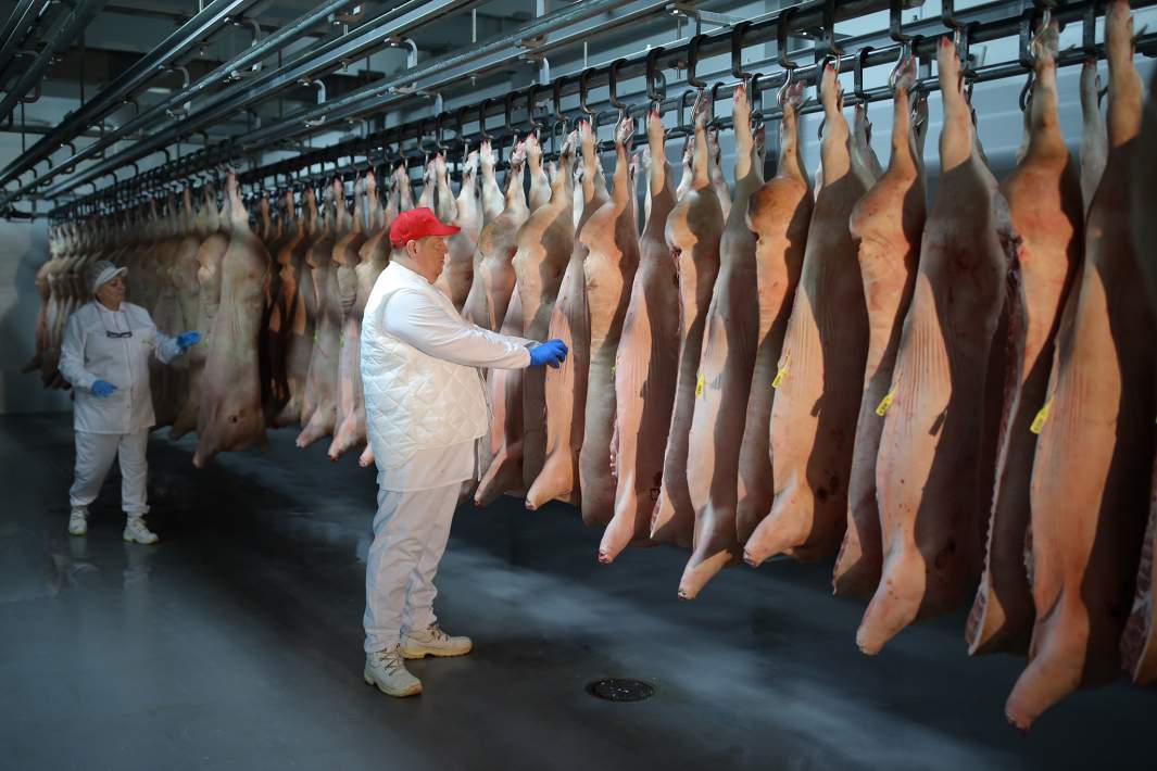 свиные туши