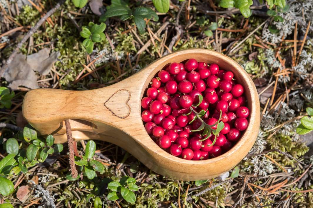 Сбор ягод брусники