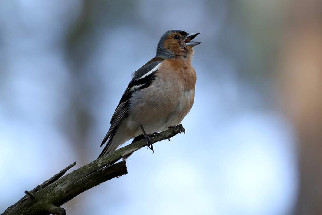 Зяблик поет на дереве