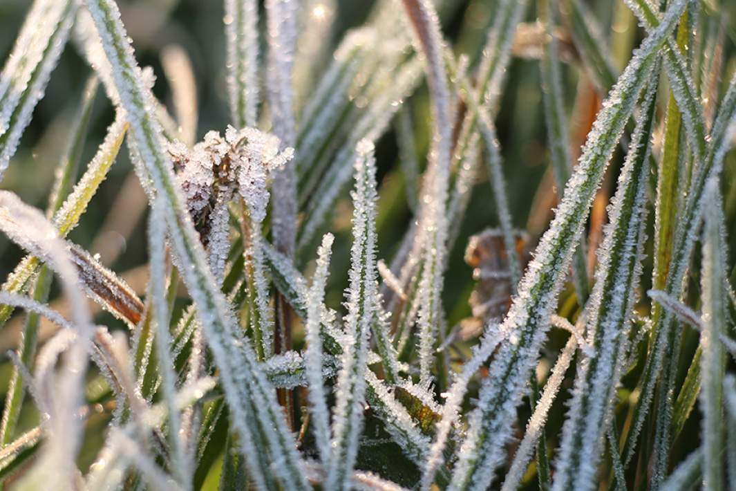 Иней на траве