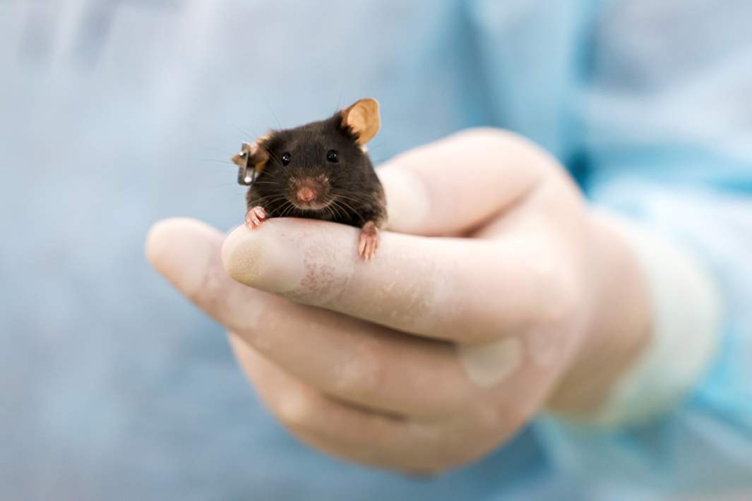 Лабораторная мышь