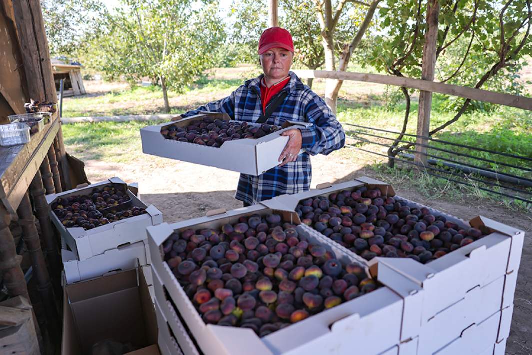 Сбор инжира в Херсонской области