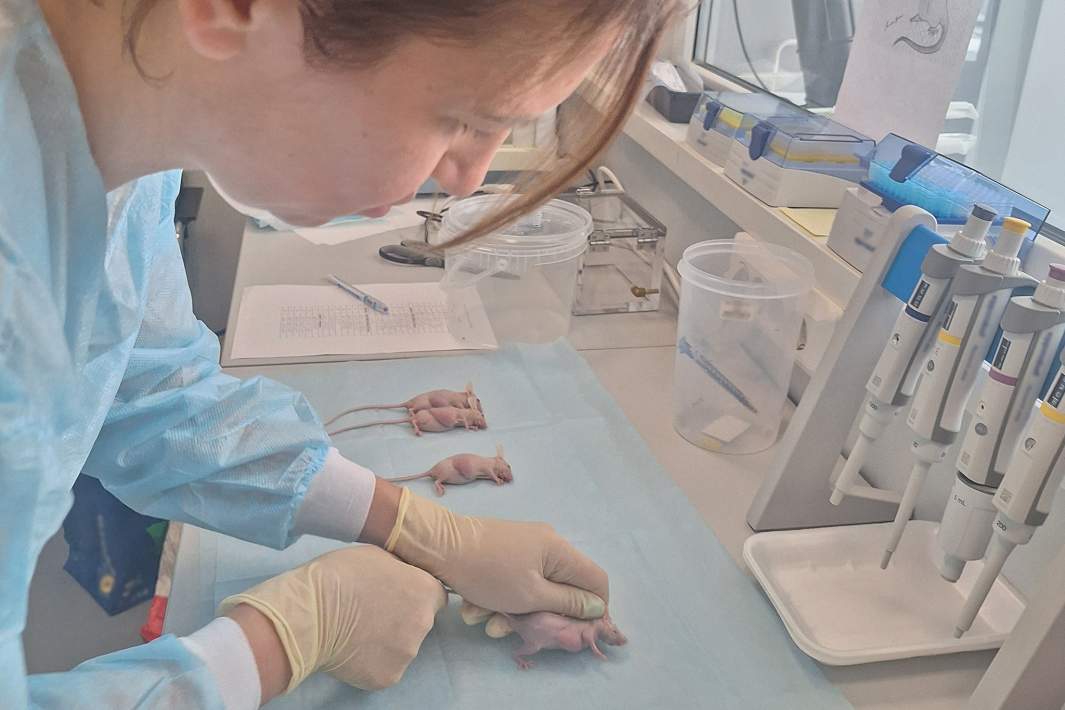 Заведующая лабораторией молекулярных биотехнологий НИИ ЭО и БМТ ПИМУ Ирина Дружкова работает с модельными животными