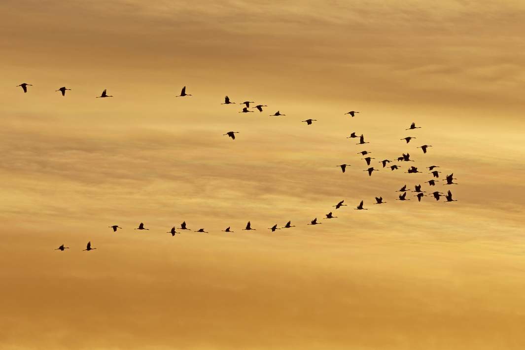 Миграция птиц 