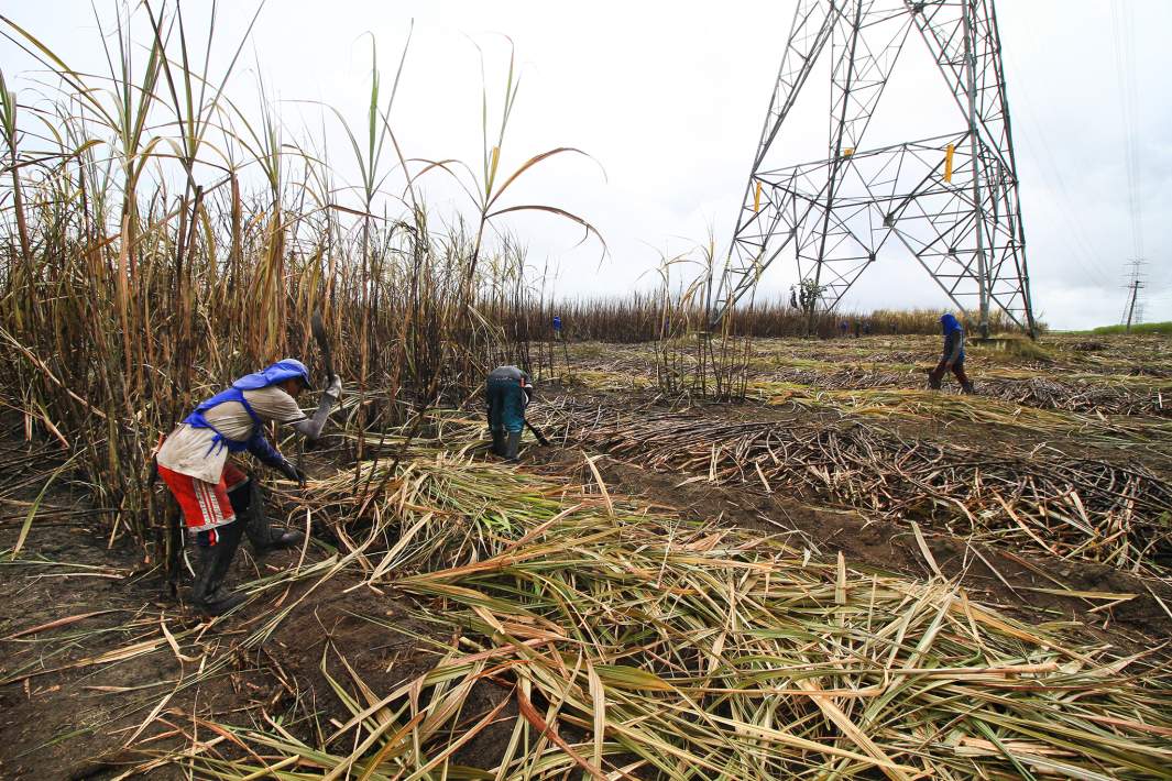 Сахарный тростник