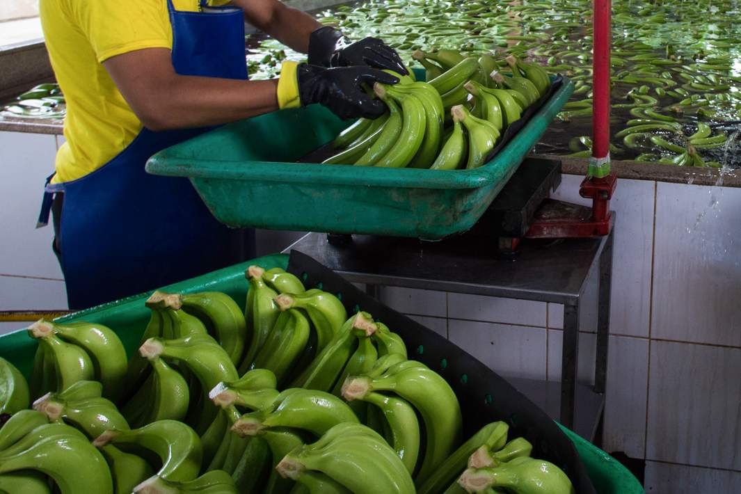 Импорт бананов