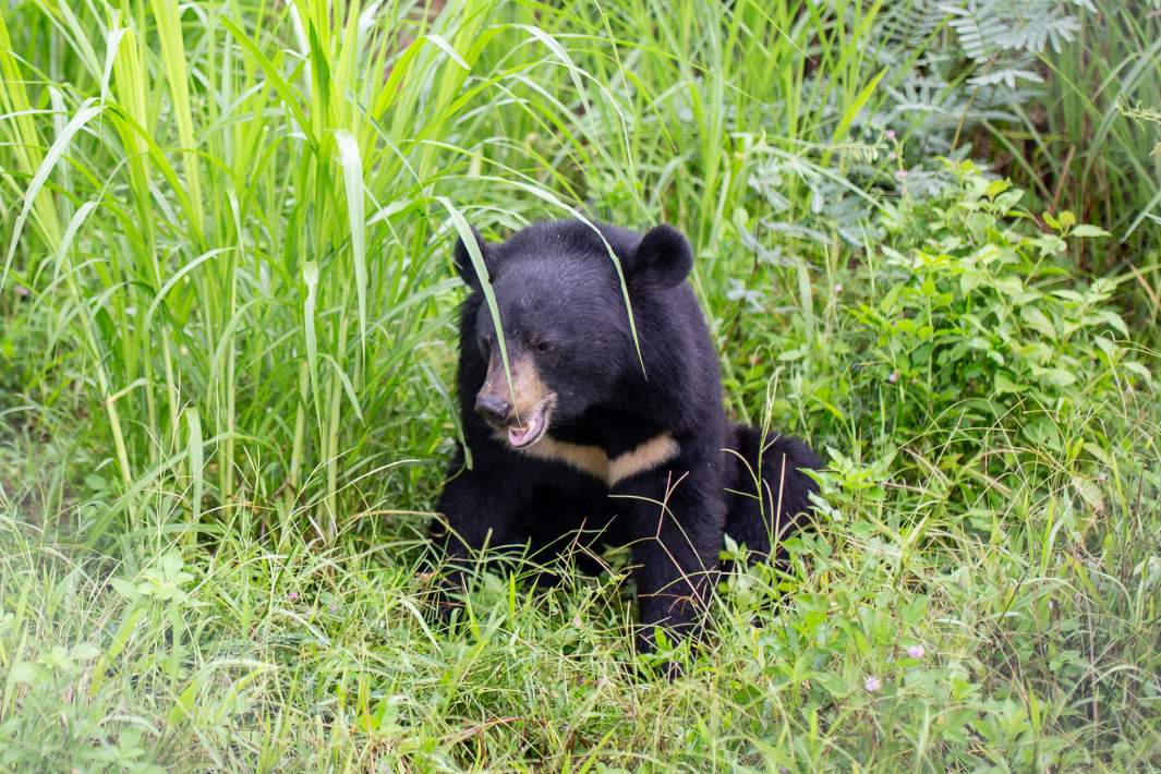 Гималайский медведь