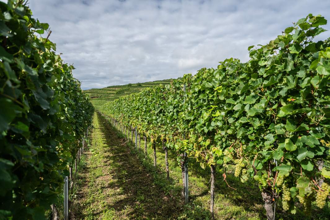 виноградники
