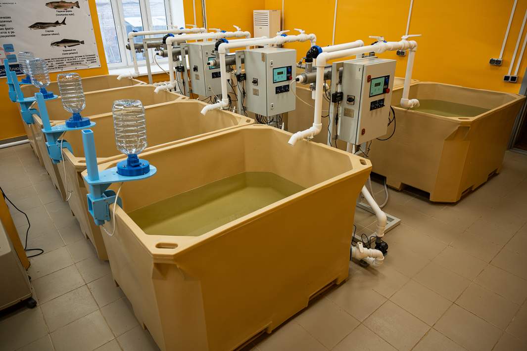 Выращивание рыбы