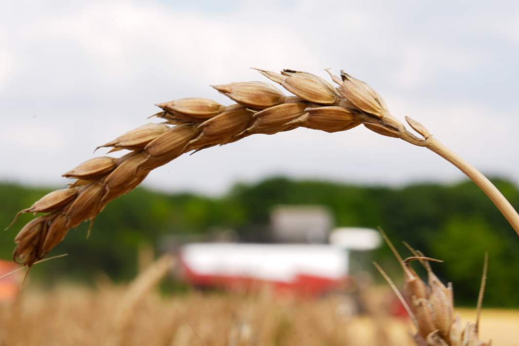 Пшеница
