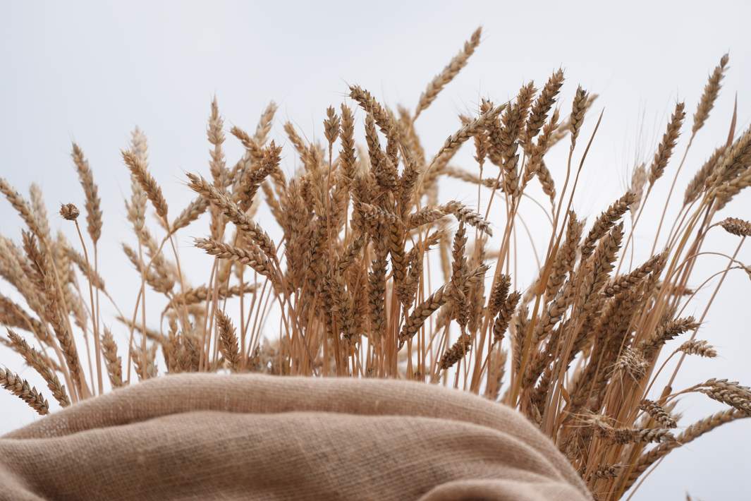 пшеница