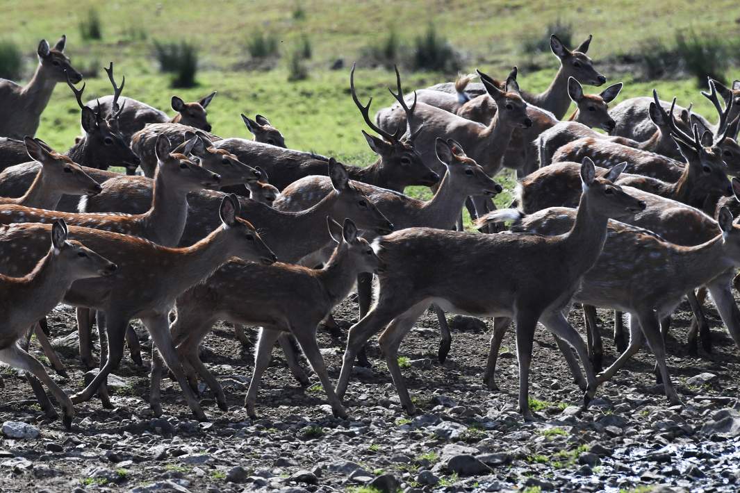 Пятнистые олени 