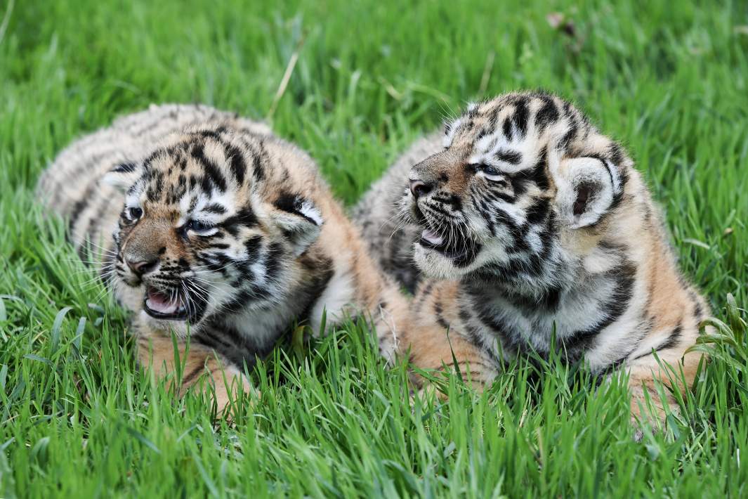 Тигрята амурского тигра 