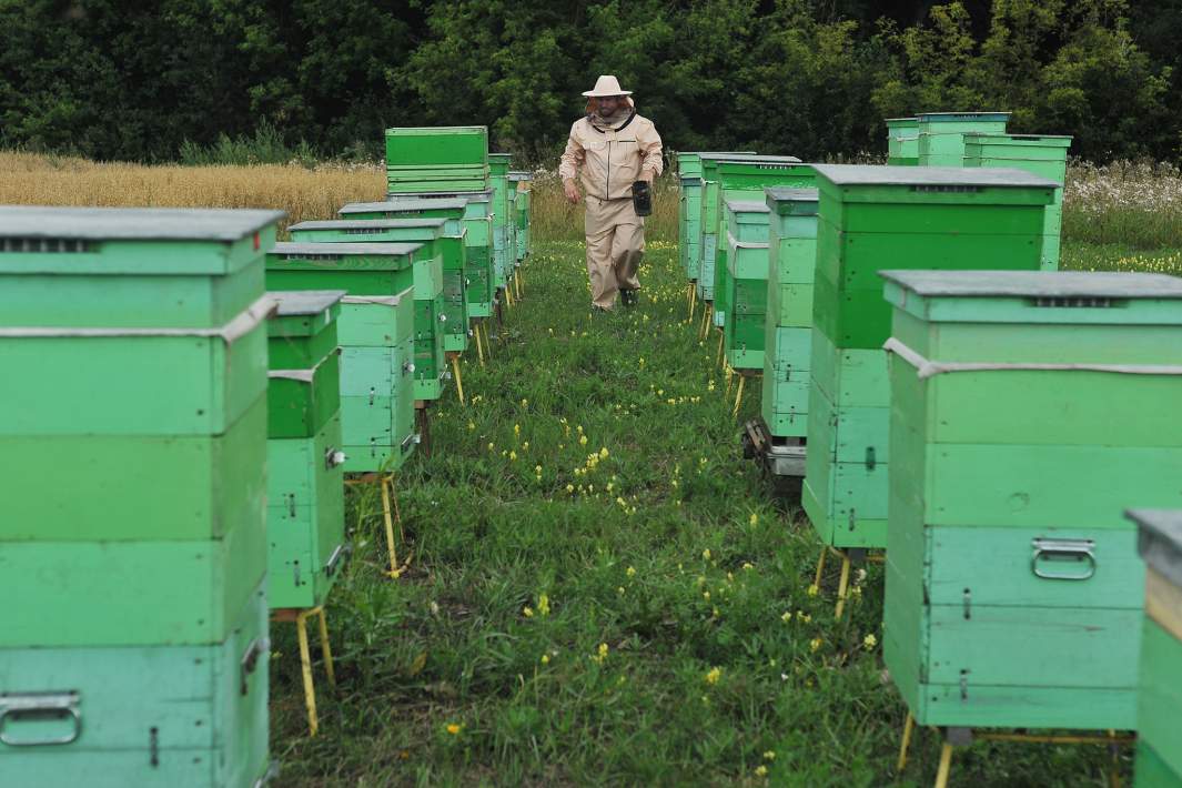 пчеловод