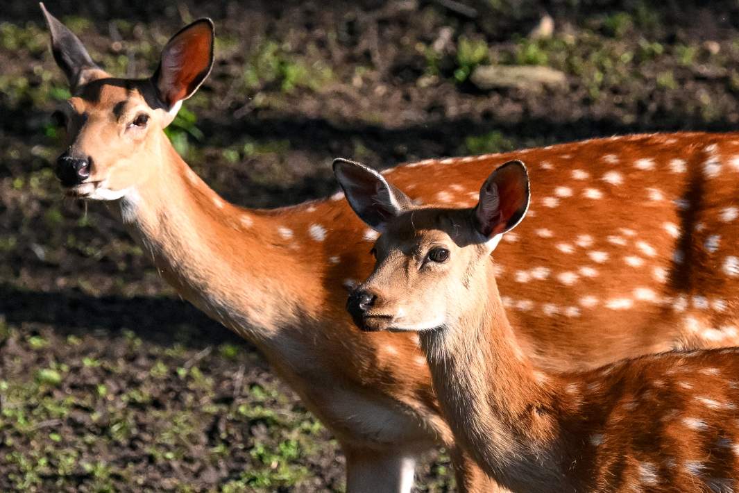 Пятнистый олень 