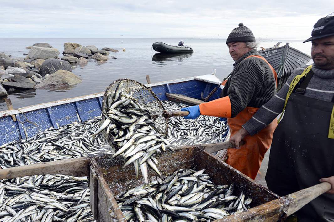 Выгрузка пойманной сельди 