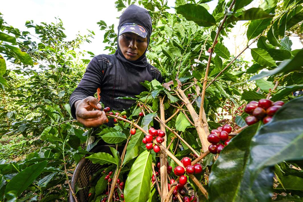 Плантация кофе