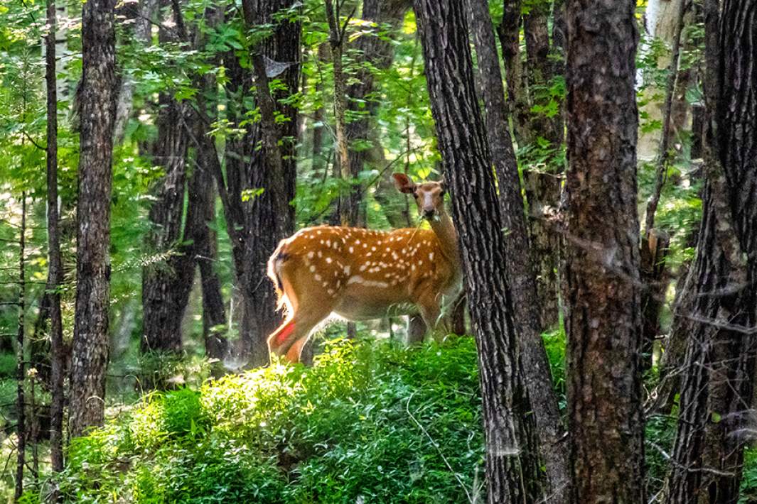 Пятнистый олень в долине реки Милоградовка в национальном парке «Зов тигра»