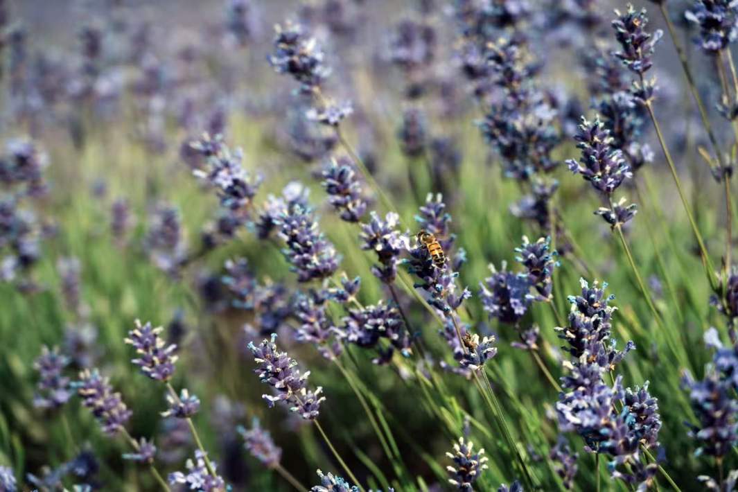 Лаванда