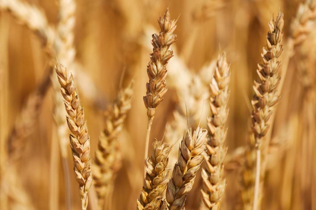 пшеница