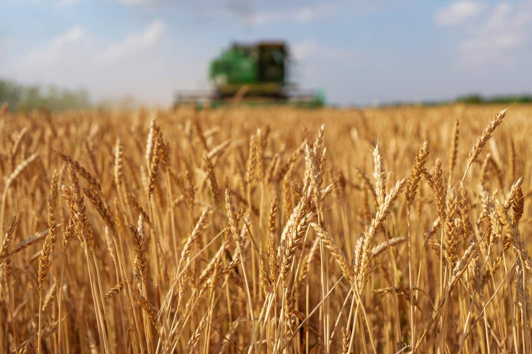 пшеница