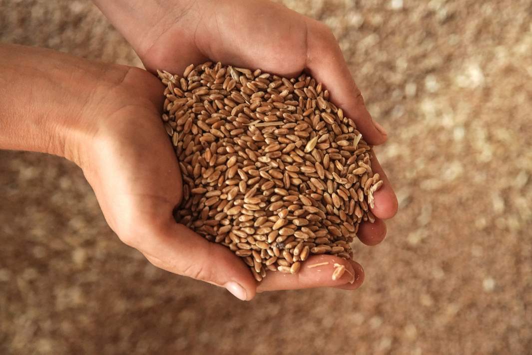 зерно в руках