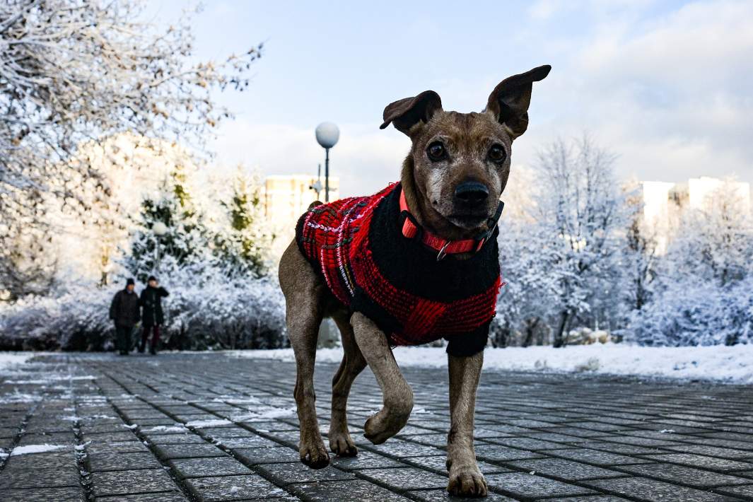 Собака гуляет в парке 