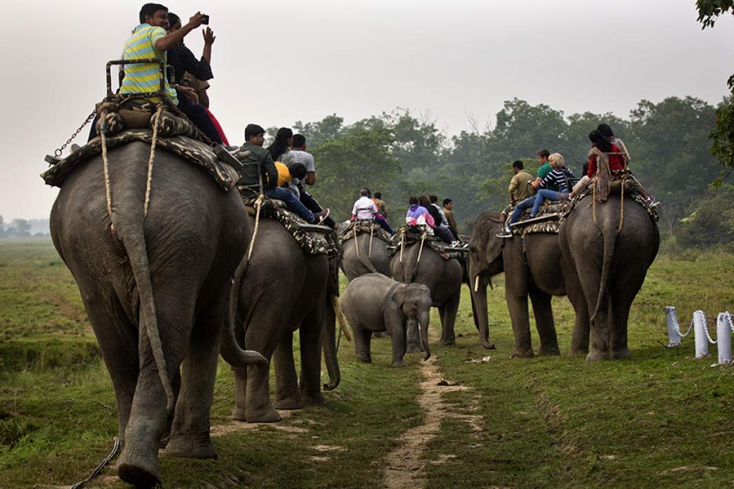 Туристы катаются на слонах в Индии 