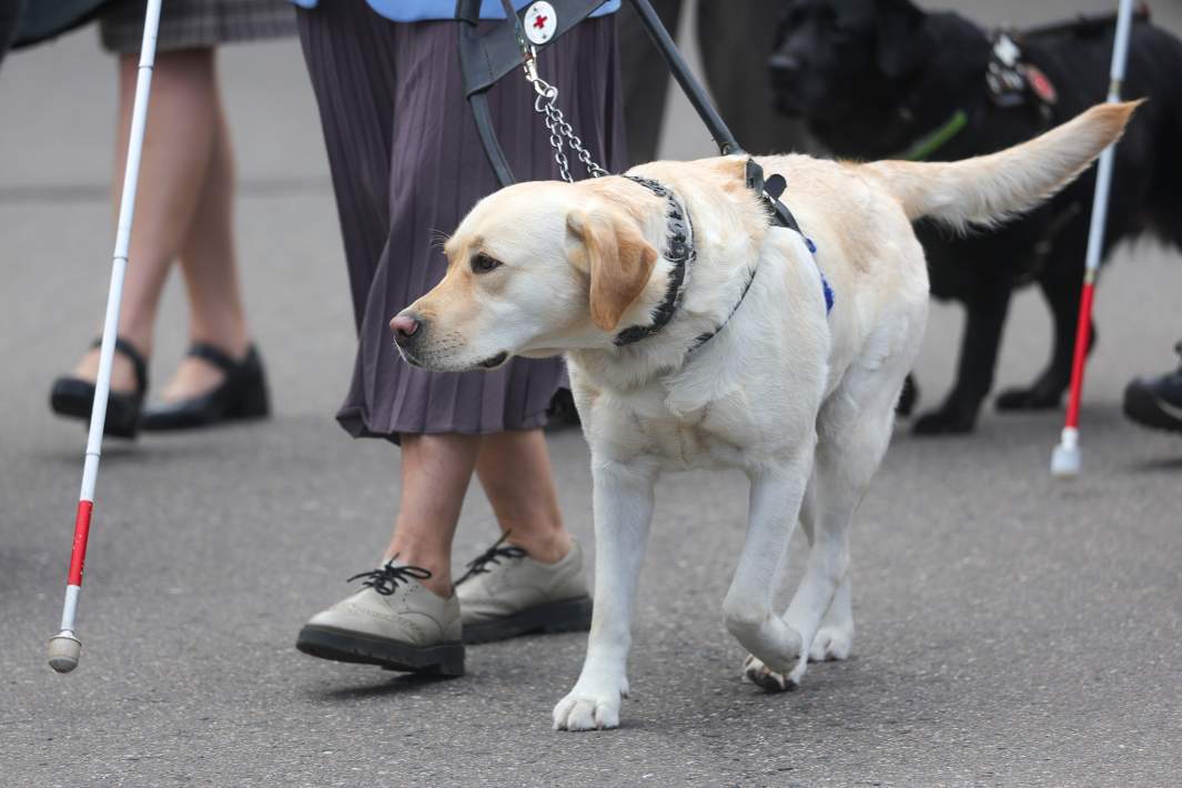 собака с незрячей женщиной