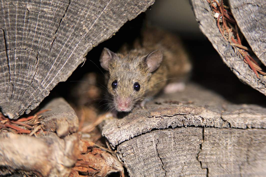 Мышь в дровах