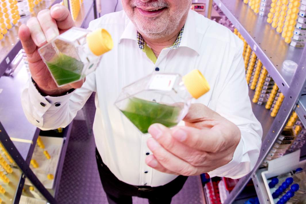 Пробирки с цианобактериями 