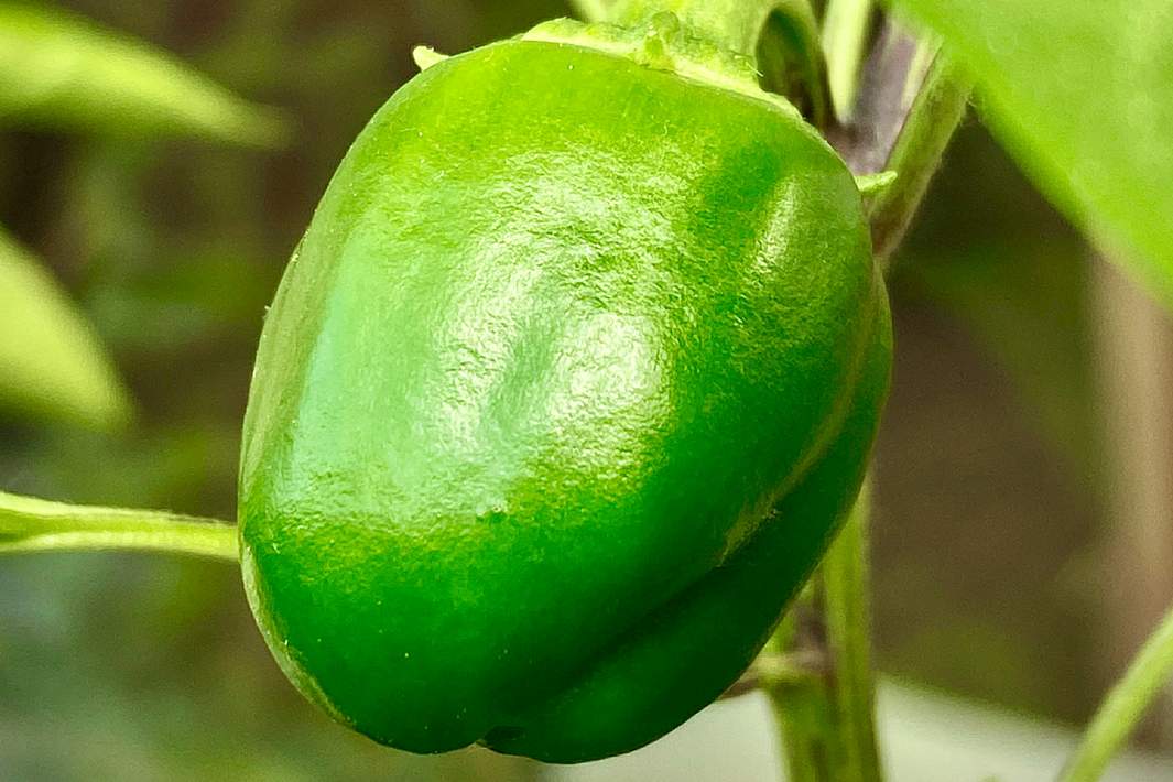 Зеленый перец 