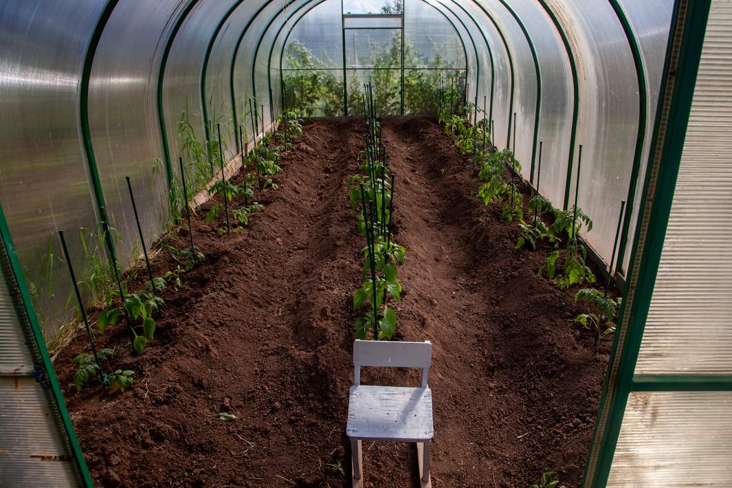 Томаты в теплицах 