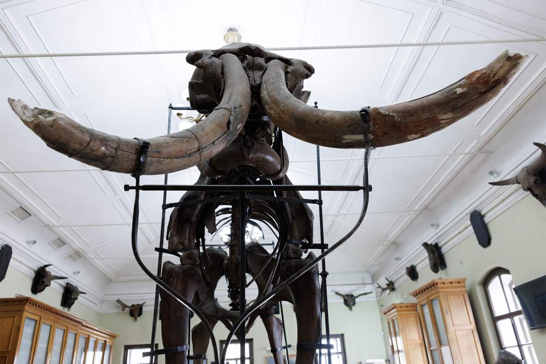 скелет мамонта