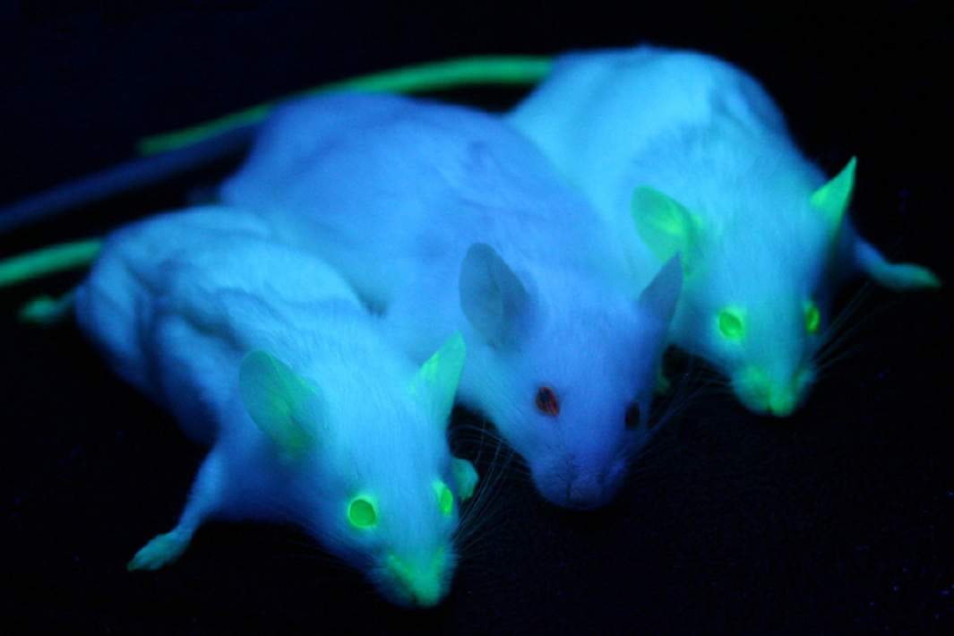 Мыши с геном GFP