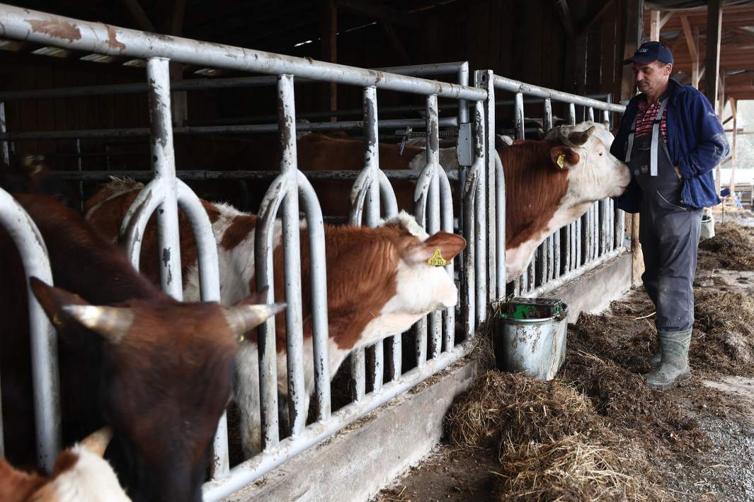 Фермер в коровнике