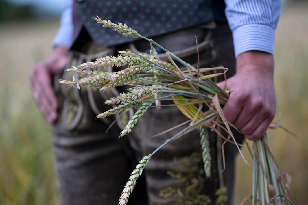 Фермер держит колосья пшеницы в поле