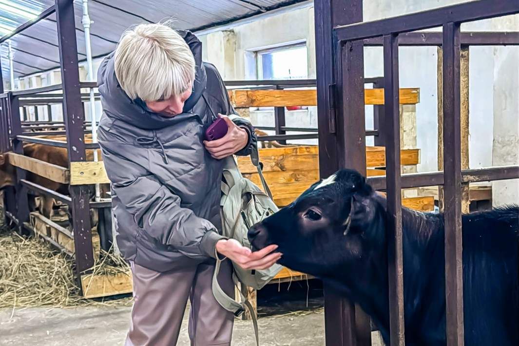 Женщина гладит теленка 